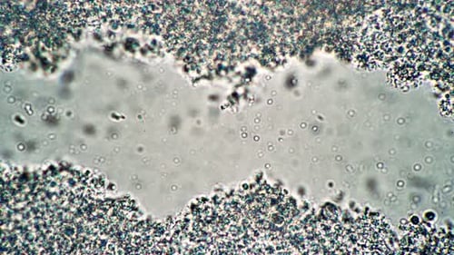 Lactic Acid Lactobacilli From Milk Sourdough Useful for the Intestine