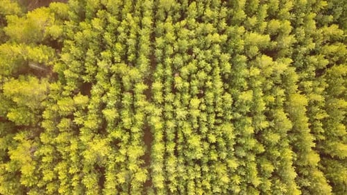 Naturaleza del bosque