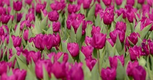 Spring tulips flower