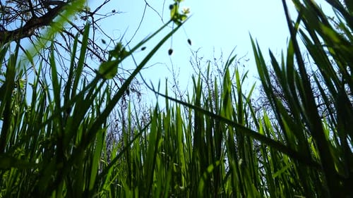 Herbe verte 6
