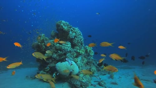 Tropical Blue Water Colorful Fishes