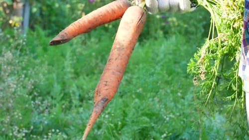 Farmer Hands Holding Harvested Ripe Carrots