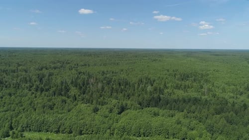 Flight Over the Green Forest
