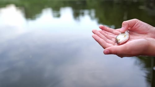 Hand holding small fish. Woman hand holding small fish outdoors on sea background