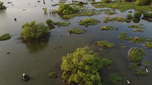 Aerial View of Tropical Wetland with Birds