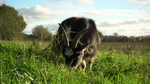 Goat with large horns eating grass, front view, ground level closeup