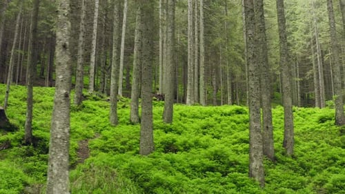 Wald Berge Hügel Natur Grünes Licht Geschichte Magie Sonne Wild