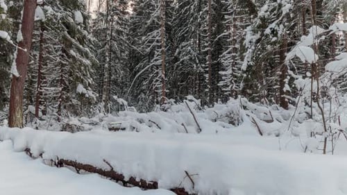Blick auf einen verschneiten Wald mit schneebedeckten Bäumen
