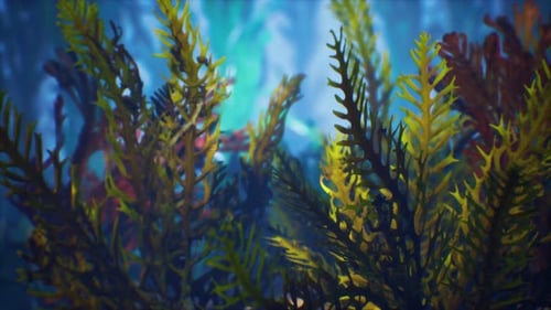 Underwater Tropical Colourful Soft-hard Corals Seascape