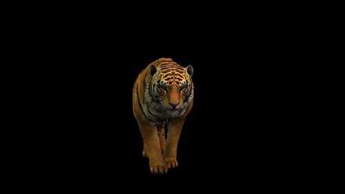 Tiger Walk 2