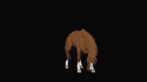 Realistic Brown Horse Grazing and Standing Animation