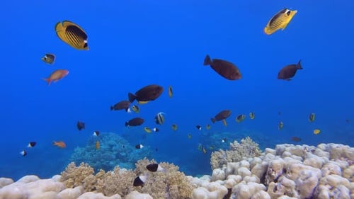 Colourful Corals and Fish