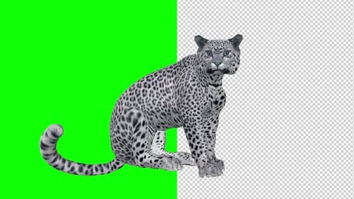 Snow Leopard - Seating and Roaring Loop - Transparent and Green Screen