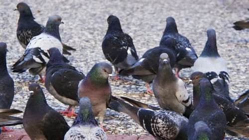 Animal Bird Pigeons