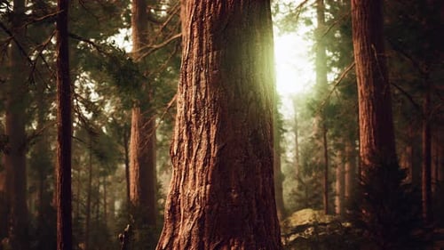 Giant Sequoias in Redwood Forest