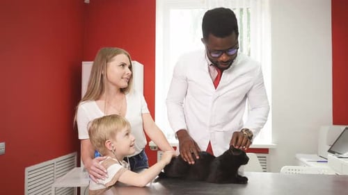 Veterinarian Examines Cat With Boy and Mother