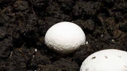 Mushrooms Grow from Rich Soil, Close Up