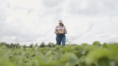 Woman in Cap Walks Through Green Strawberry Field and Picks Ripe Red Berry