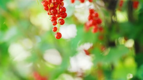 Ripe red currant on a branch
