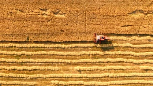 Combine working on field during harvest in summer