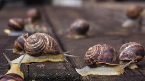 Many Live Snails Creep the Friend on the Friend