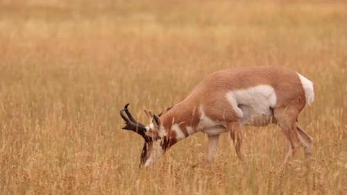 Pronghorn in Yellowstone National Park
