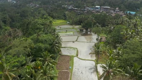 Low Flying Aerial Dolly Shot Descending Down the Terraced Hill with Paddy Farm Fields and Small