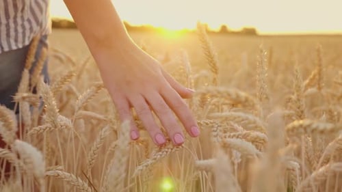 Farmer's Hand Strokes the Ears of Wheat on the Field at Sunset