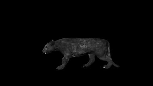 Black Tiger Walk Slow