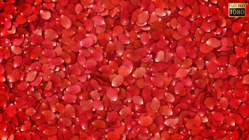 Romantic Red Rose Petals Falling Transition