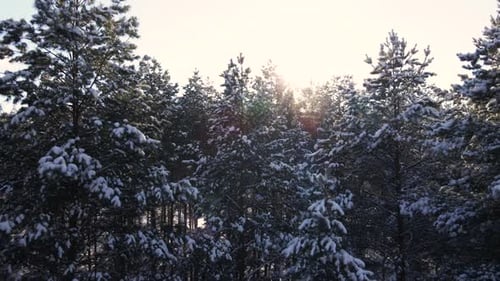 Frosty Sunny Winter Landscape in Snowy Pine Forest
