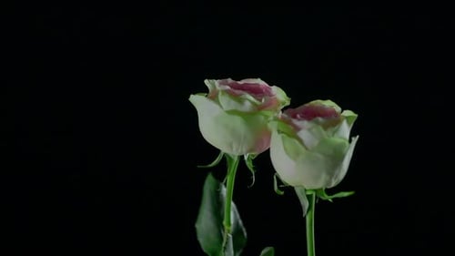 Zwei wunderschöne Rosen