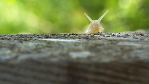 Snail Slowly Climbs Out From Behind The Tree Trunk