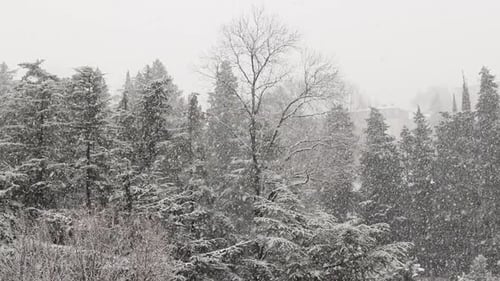 Snowing in the City Park with Trees Covered with Snow Slow Motion