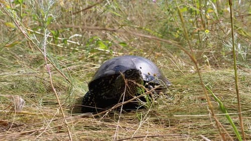 Tortue de rivière rampant sur l'herbe verte