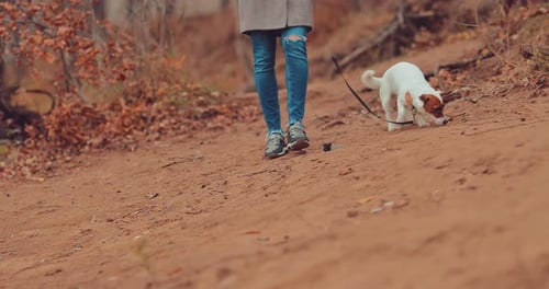 Dog Walk on Sandy Autumn Path