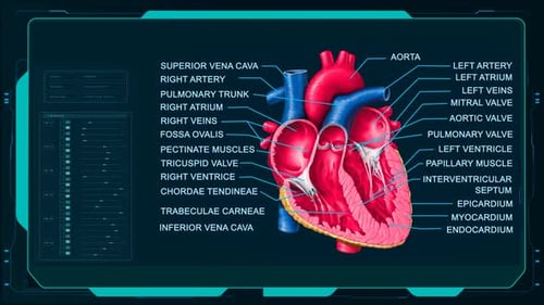 Animated Human Heart Anatomy Display with Futuristic HUD Interface