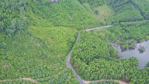 Vue aérienne des plantations de bananes et d'arbres sur la route le long du lac