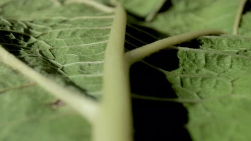 Macro Footage of Green Leaf