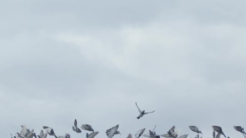 Vogelschwarm, der am Himmel fliegt