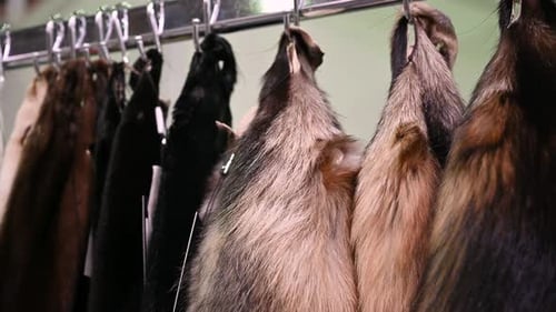 Rack of Fur Animal Pelts Hanging