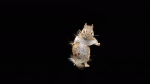 Animated 3D Squirrel Walking on Alpha Channel