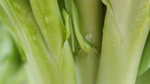 Broccoli Closeup Fresh Green Broccoli and Water Drops Vitamins Raw Food and Vegetarian Lifestyle