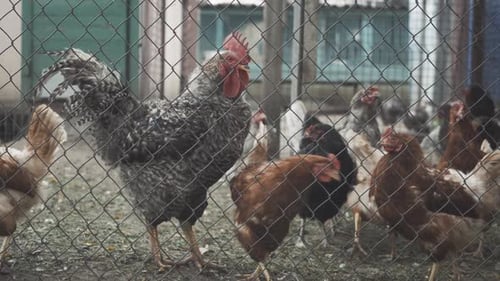Close-up of Chicken Walking Behind Metal Lattice. Farm Animals Strolling on Farm. Concept of Rural