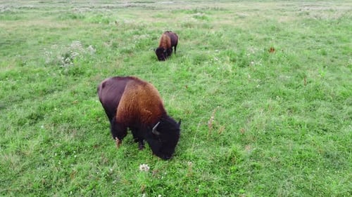Herd of American Bison in Wild Nature at Meadow Wildlife Safari Animal Breeding Ecology Exploration