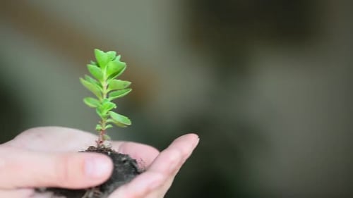 Sprout of Hylotelephium Spectabile in a Male Hands Close Up.