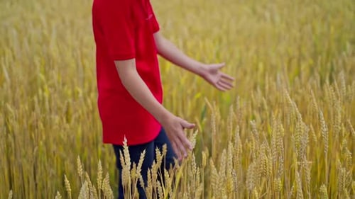 Boy Examining Wheat in Golden Field