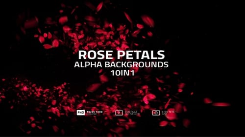Falling Red Rose Petals Motion Background Pack