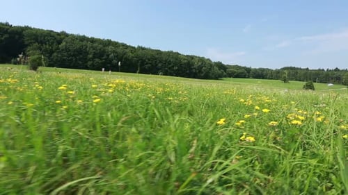 Meadow in Hilly Landscape
