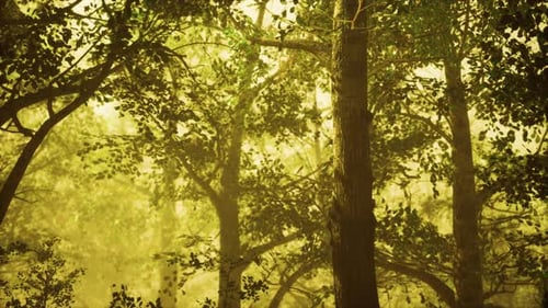 Paysage de forêt d'été sombre et magique avec des rayons de lumière chaude